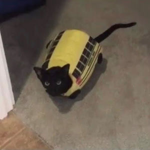 Meet your Posher, Hallie